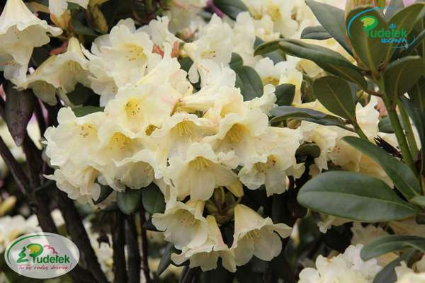 Rhododendron Bananaflip